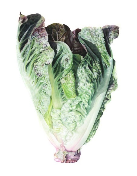 Cos the Lettuce (Latuca sp.)